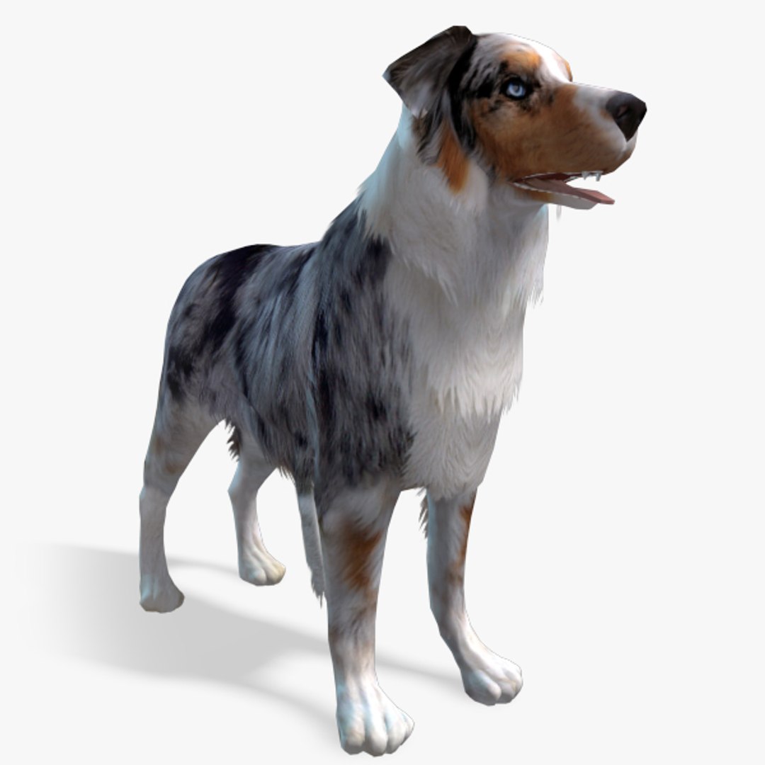 s dog australian shepard max https://p.turbosquid.com/ts-thumb/bw/TQwHok/lFmhNtJb/australiansheperdpreview04/jpg/1378806934/1920x1080/fit_q87/37079f72290ed28664185abc60a067ba42e7739d/australiansheperdpreview04.jpg