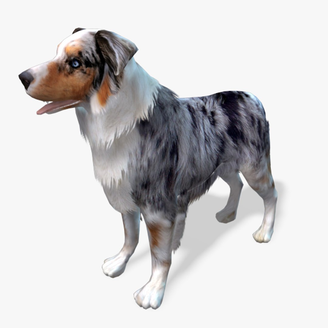 s dog australian shepard max https://p.turbosquid.com/ts-thumb/bw/TQwHok/sPtCBEPr/australiansheperdpreview01/jpg/1378806917/1920x1080/fit_q87/31396fcaf1795ac4026f8f14a17e21bc49294ba6/australiansheperdpreview01.jpg