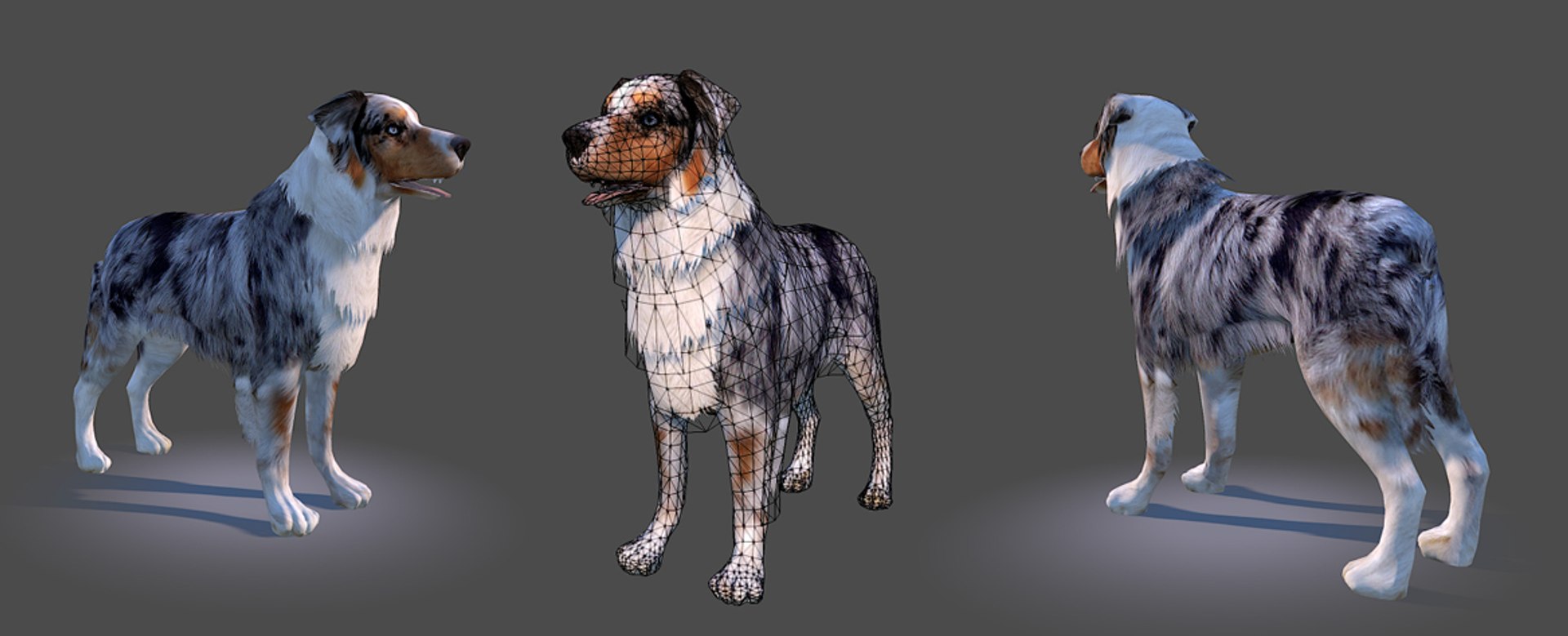 s dog australian shepard max https://p.turbosquid.com/ts-thumb/bw/TQwHok/tOclJVQu/australiansheperdpreview03/jpg/1378806928/1920x1080/fit_q87/a71e34fe567359bbd4410acdf16d40ca46015486/australiansheperdpreview03.jpg