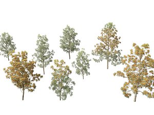 Grevillea robusta - Silky oak 3D model