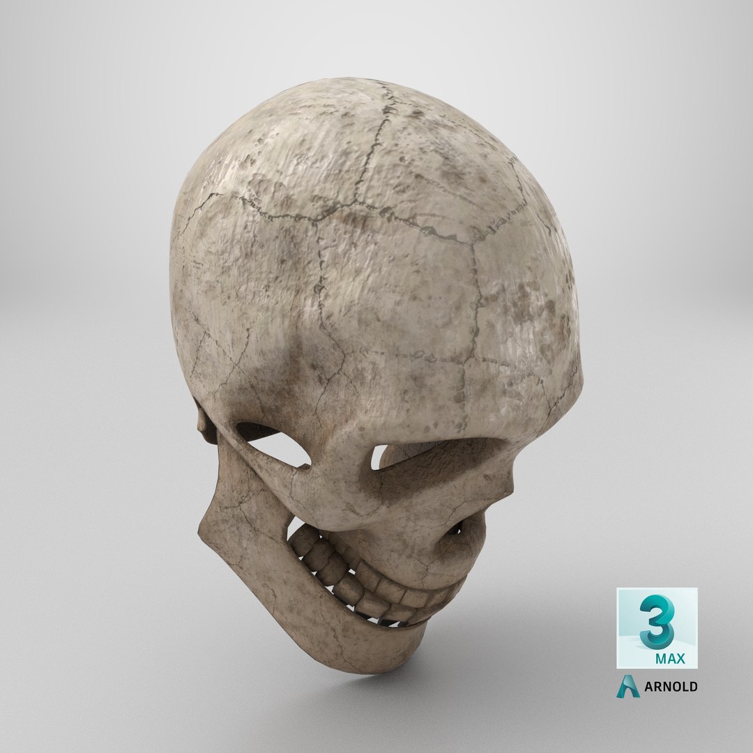 3D Crack Skull With PBR Unity Unreal Engine V-ray Arnold Textures Included https://p.turbosquid.com/ts-thumb/bw/mDl1Va/fW/stemcell_max_arnold_render/png/1740410433/1920x1080/fit_q87/c9ead8b35d14ec20e7c38af73e67b5512cf3d3f0/stemcell_max_arnold_render.jpg