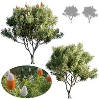 Grow FX -  Banksia prionotes - Acorn banksia 01