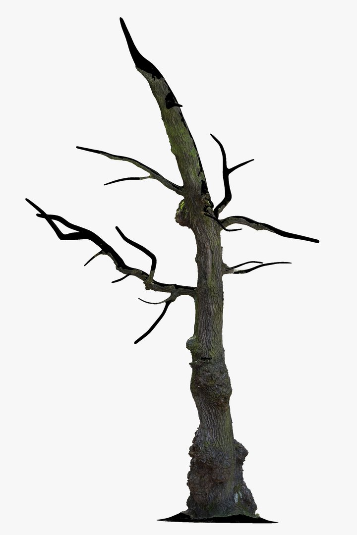 3D Ancient OAK Tree Trunk RAW 3D Scan https://p.turbosquid.com/ts-thumb/bw/maAqeC/0U/oldoaktreetrunk3dscanmodelforsalesellpurshase16ktextureretopoqueds2/jpg/1651554535/1920x1080/fit_q87/5469e49f26b92636f33ae47cf873010c564baa18/oldoaktreetrunk3dscanmodelforsalesellpurshase16ktextureretopoqueds2.jpg