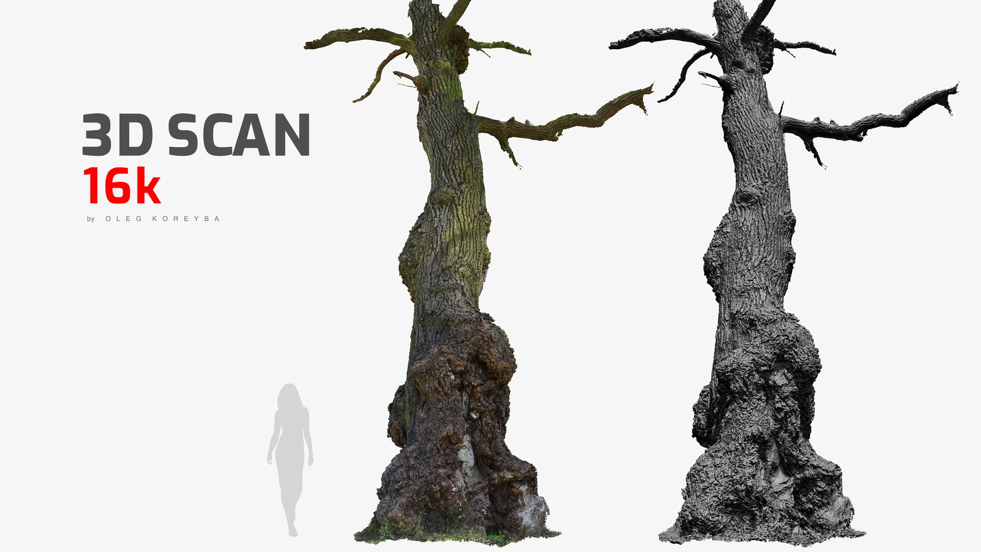 3D Ancient OAK Tree Trunk RAW 3D Scan https://p.turbosquid.com/ts-thumb/bw/maAqeC/4s/oldoaktreetrunk3dscanmodelforsalesellpurshase16ktexture/png/1651433596/1920x1080/fit_q87/f5a56256c4fd935587c4e1b1c365f49122b50bb4/oldoaktreetrunk3dscanmodelforsalesellpurshase16ktexture.jpg