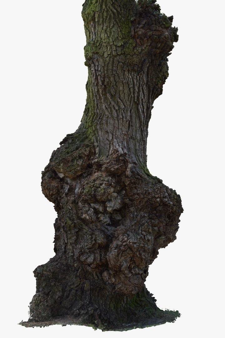 3D Ancient OAK Tree Trunk RAW 3D Scan https://p.turbosquid.com/ts-thumb/bw/maAqeC/k9/oldoaktreetrunk3dscanmodelforsalesellpurshase16ktexture_29/png/1651416362/1920x1080/fit_q87/606ff09f6dabcf6c338d79bcd11b23b4e6752c41/oldoaktreetrunk3dscanmodelforsalesellpurshase16ktexture_29.jpg