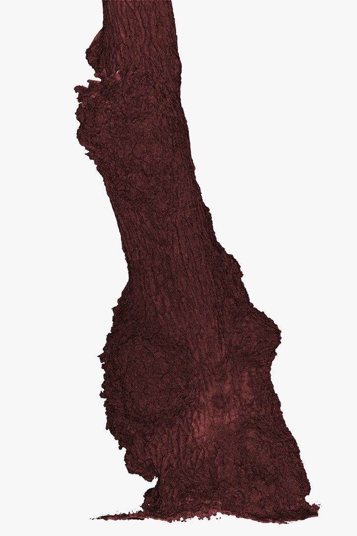 3D Ancient OAK Tree Trunk RAW 3D Scan https://p.turbosquid.com/ts-thumb/bw/maAqeC/mM/oldoaktreetrunk3dscanmodelforsalesellpurshase16ktexture_35/png/1651424849/1920x1080/fit_q87/0557621e57034577f7ff2faf030e8e6ed899f2f5/oldoaktreetrunk3dscanmodelforsalesellpurshase16ktexture_35.jpg