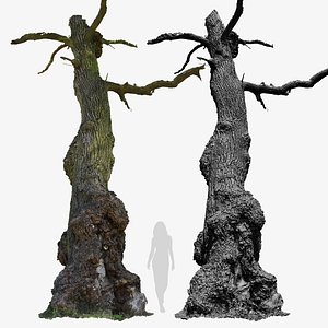 3D Ancient OAK Tree Trunk RAW 3D Scan