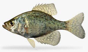 pomoxis nigromaculatus black crappie 3d ma