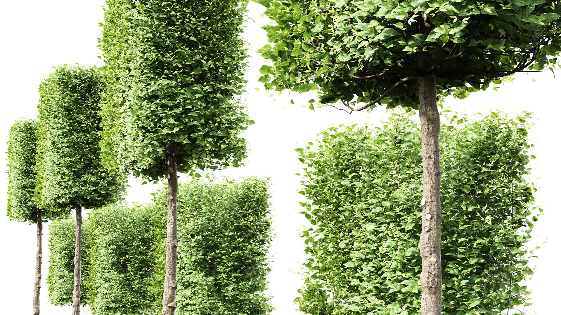 3D Model New Tree High Detail Carpinus Betulus Broadleaf Box01 ...