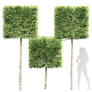 3D model New Tree High detail Carpinus Betulus Broadleaf Box01