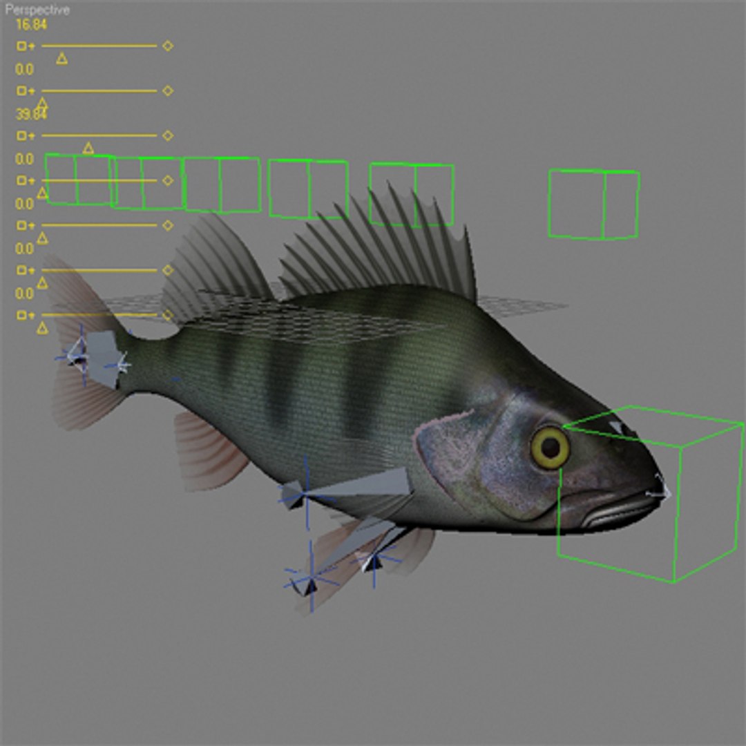perch fish 3d model https://p.turbosquid.com/ts-thumb/bx/KJDKfd/5BEi4ZnJ/o1/jpg/1227845268/1920x1080/fit_q87/6feac221450bd38926988c93413e9ab4ea66deb1/o1.jpg