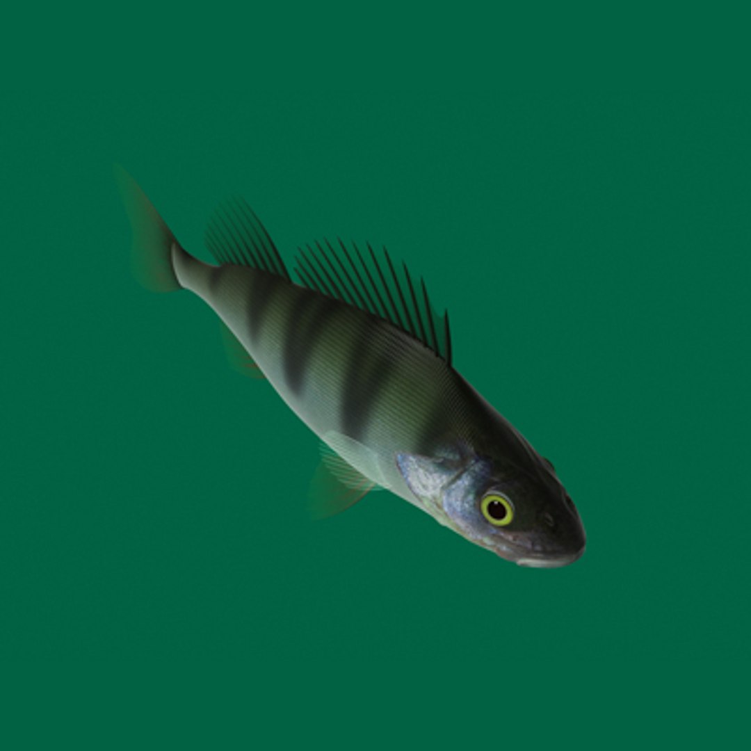 perch fish 3d model https://p.turbosquid.com/ts-thumb/bx/KJDKfd/wo1Zhw16/o4/jpg/1227845280/1920x1080/fit_q87/9b02228259b49241f47fa12d3202760184fc66c2/o4.jpg