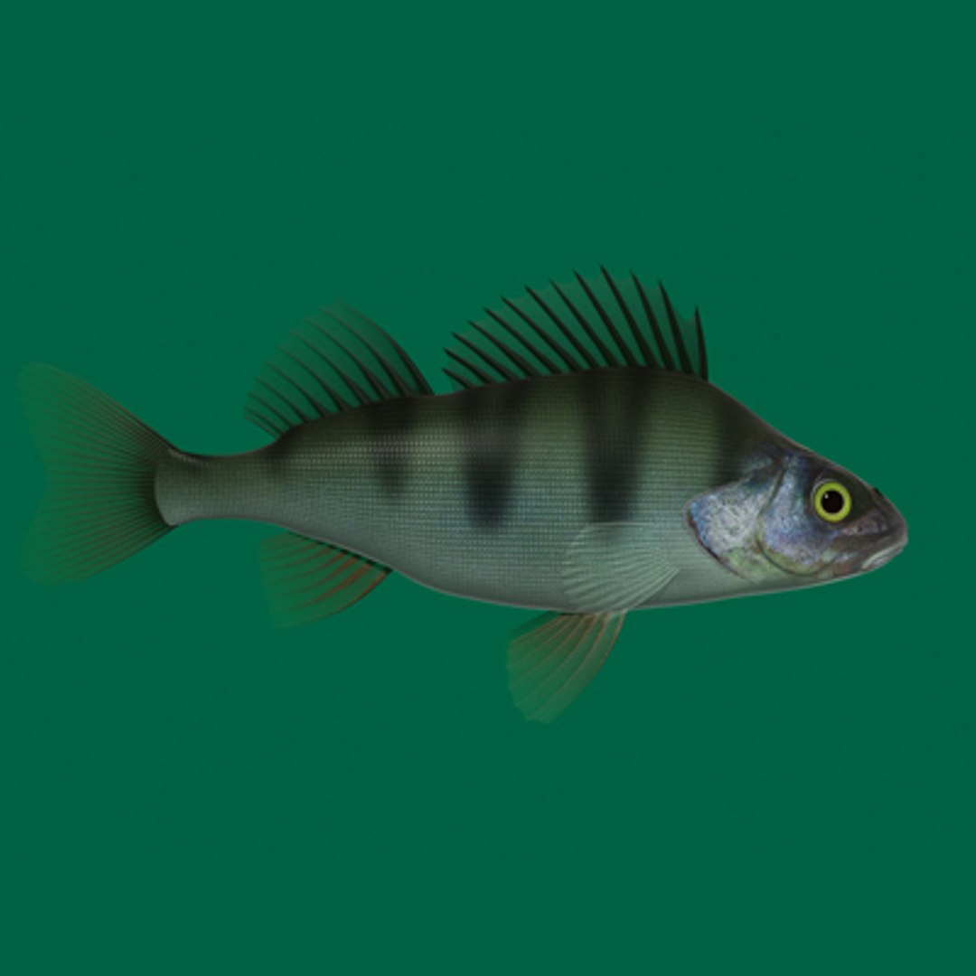 perch fish 3d model https://p.turbosquid.com/ts-thumb/bx/KJDKfd/yGwverXo/o5/jpg/1227845283/1920x1080/fit_q87/0cf9936d94ddb5c199a81622a2283077697cb407/o5.jpg