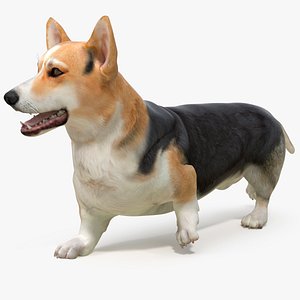 Dog Welsh Corgi Pembroke Tricolor Rigged for Cinema 4D