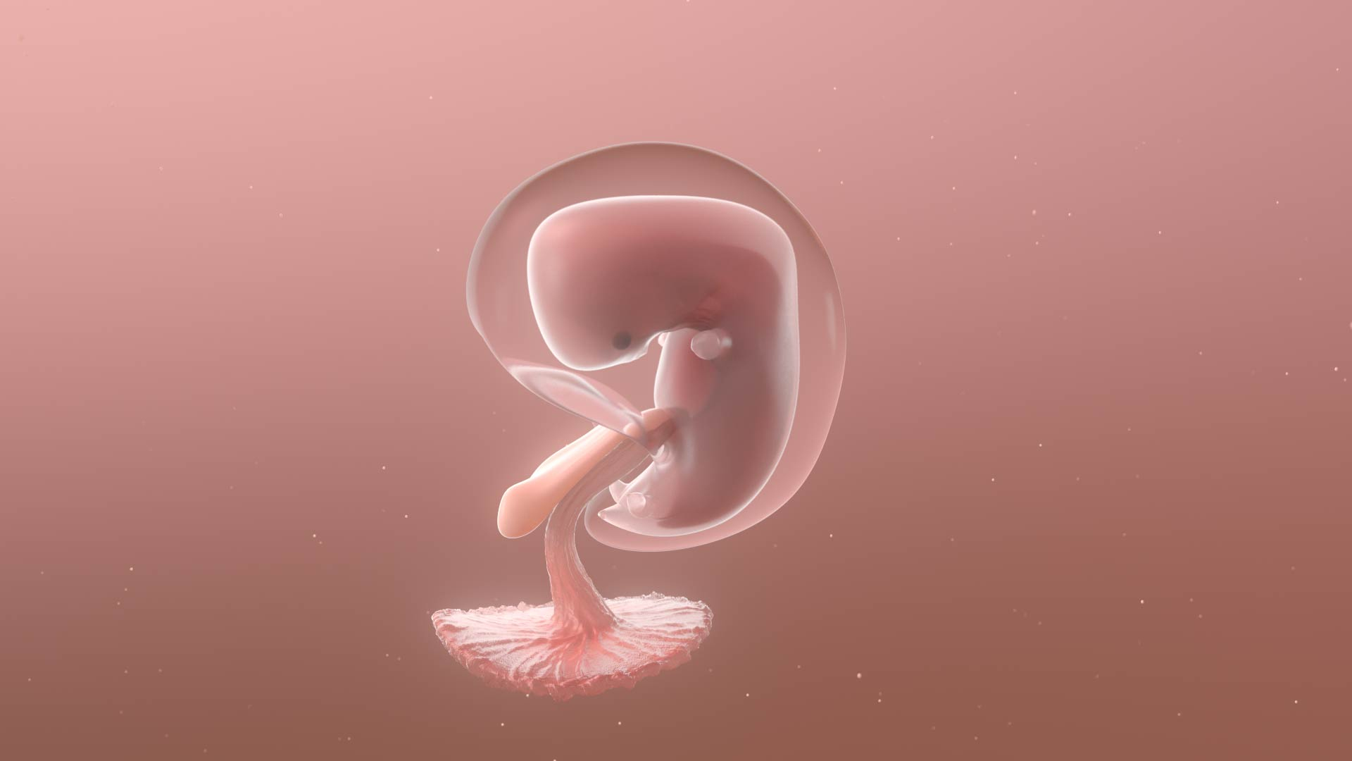 3D complete human egg fetus model https://p.turbosquid.com/ts-thumb/bx/NUeYJE/9U5Y9nxi/fetus/jpg/1590311350/1920x1080/turn_fit_q99/bc2b0e390e96cbe973681aa0ebbbd881b3b6f62a/fetus-1.jpg