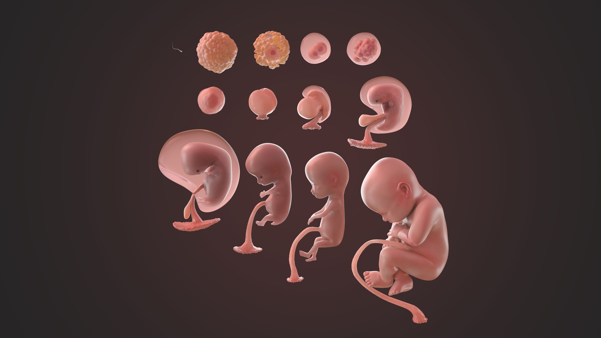 3D complete human egg fetus model https://p.turbosquid.com/ts-thumb/bx/NUeYJE/C6NWO2hP/searchdark/jpg/1593857348/1920x1080/fit_q87/b8a173e482482fbfb732421a23343994d471d081/searchdark.jpg