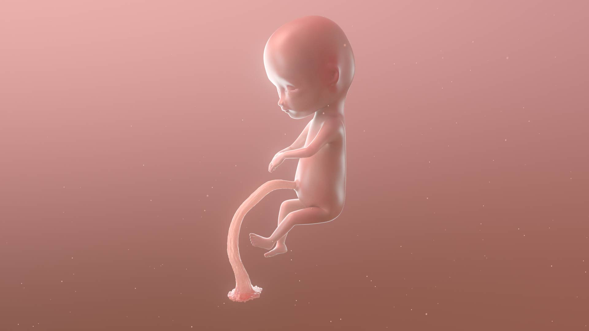 3D complete human egg fetus model https://p.turbosquid.com/ts-thumb/bx/NUeYJE/JakRyBeI/fetusend/jpg/1590311371/1920x1080/turn_fit_q99/8babf489549e8d6a61e358f3d317d5a582e0de5e/fetusend-1.jpg