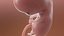 Human Egg to Fetus Animated