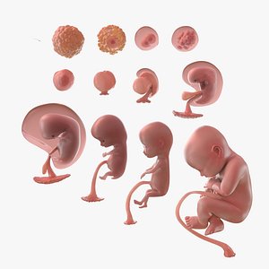 3D complete human egg fetus model