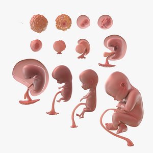 Human Egg to Fetus Animated