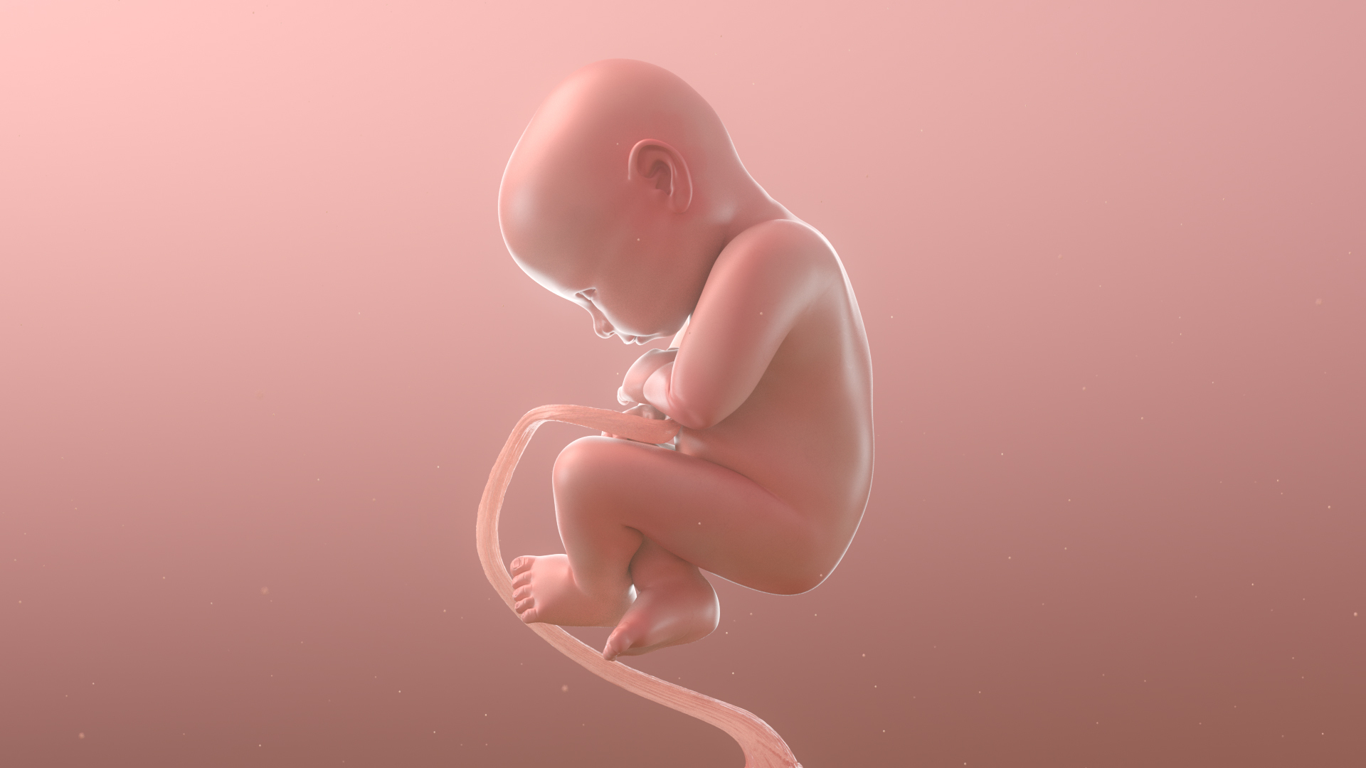 3D complete human egg fetus model https://p.turbosquid.com/ts-thumb/bx/NUeYJE/hb63tH6z/stage4/jpg/1592029381/1920x1080/turn_fit_q99/1a31cb38d195f2af05b120518c0cbbe71c69faf5/stage4-1.jpg