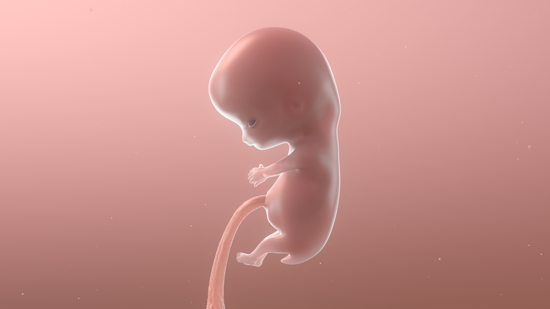 3D complete human egg fetus model https://p.turbosquid.com/ts-thumb/bx/NUeYJE/vSYfVZZu/stage3/jpg/1592029301/1920x1080/turn_fit_q99/516b44f2352cffa28b6f161a8f3dc85d93dd6fe9/stage3-1.jpg