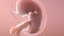 Human Egg to Fetus Animated
