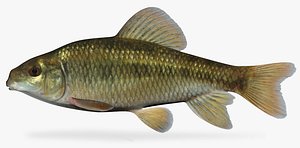 3d model erimyzon sucetta lake chubsucker