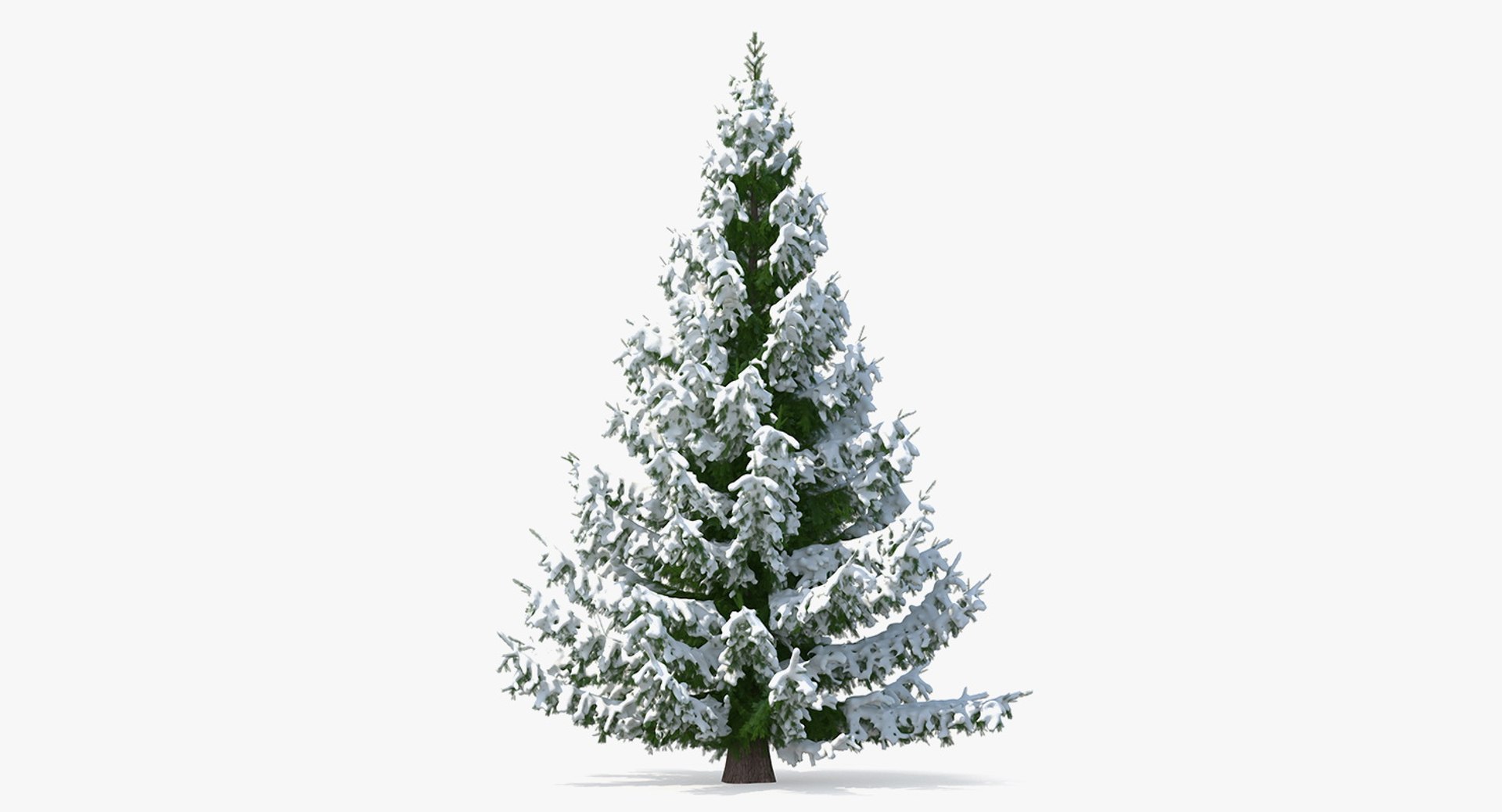 Norway Spruce in Heavy Snow 3D model preview