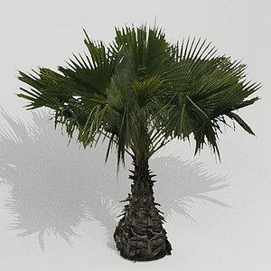African Cicad palm