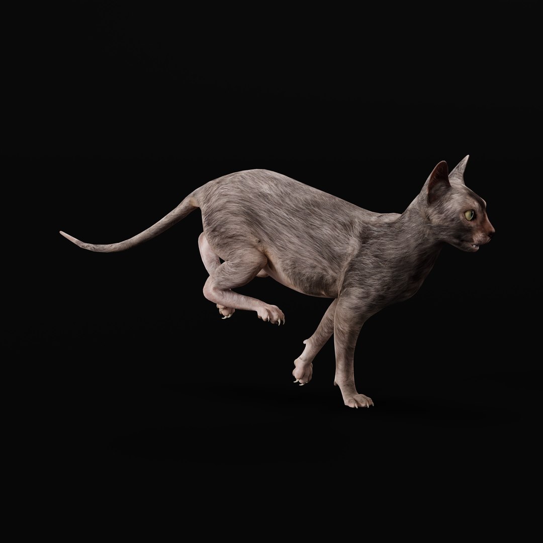 3D model Lykoi Cat https://p.turbosquid.com/ts-thumb/bx/fJGpyR/0U/lykoi_cat_rig_ao_0010/jpg/1729326819/1920x1080/fit_q87/e8e106aae2f316ba6efb40a0e67cb9d2a3b3ebc9/lykoi_cat_rig_ao_0010.jpg