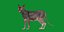 Gato Lykoi