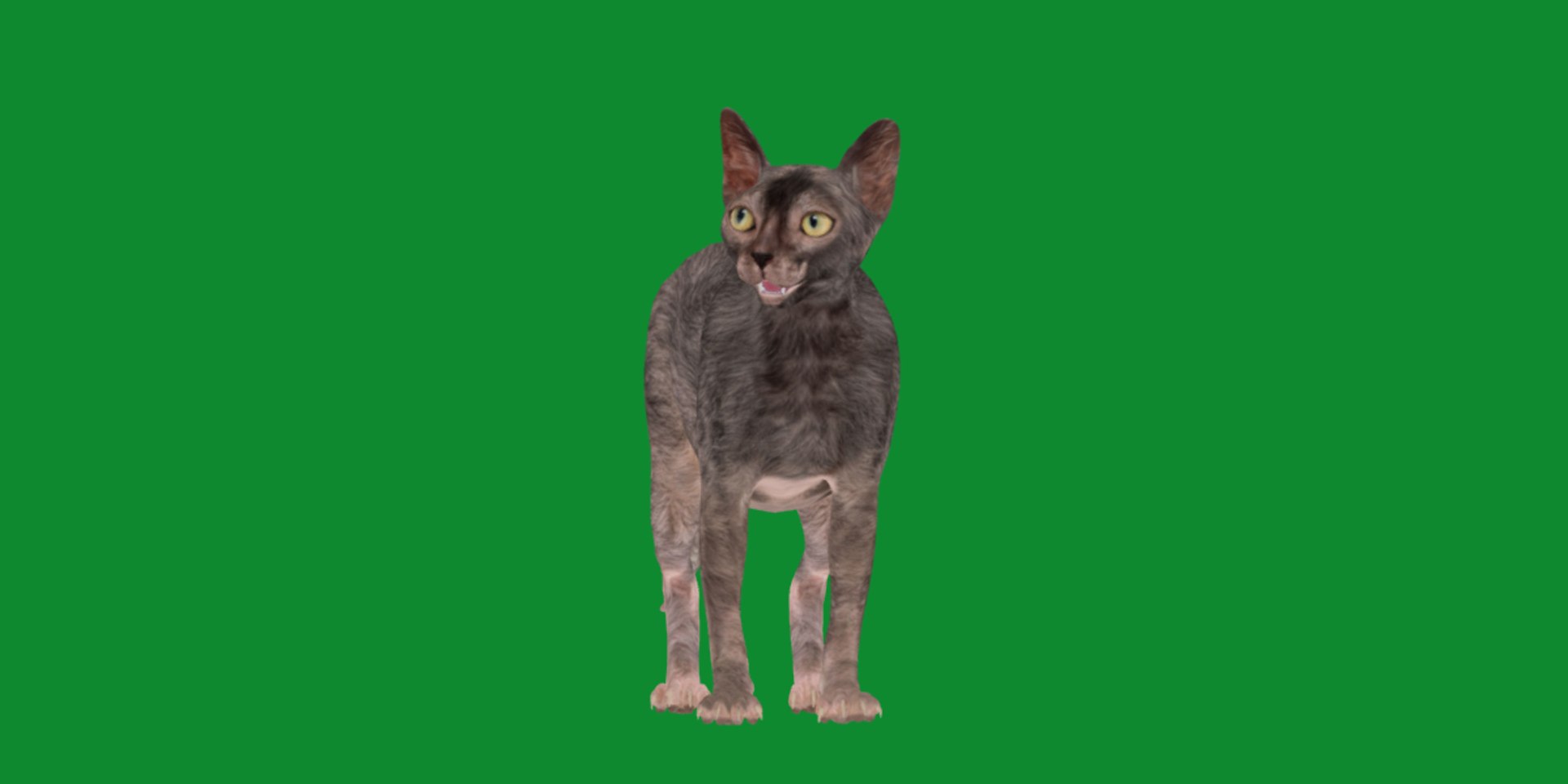 3D model Lykoi Cat https://p.turbosquid.com/ts-thumb/bx/fJGpyR/Ai/lykoi10/png/1729326839/1920x1080/fit_q87/f5fd0bea75e237196d50bee77f60ed589238d91e/lykoi10.jpg
