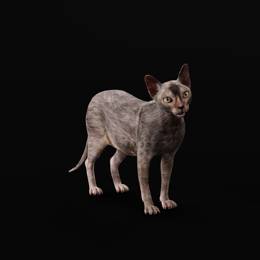 3D model Lykoi Cat https://p.turbosquid.com/ts-thumb/bx/fJGpyR/Hn/lykoi_cat_rig_ao_0002/jpg/1729326812/1920x1080/fit_q87/38ca1ec49f4f0f4e1f721e4ad7803b83f95fb8a9/lykoi_cat_rig_ao_0002.jpg
