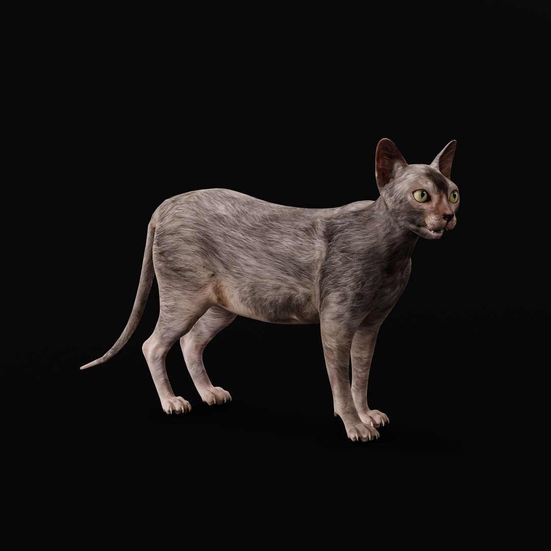 3D model Lykoi Cat https://p.turbosquid.com/ts-thumb/bx/fJGpyR/IK/lykoi_cat_rig_ao_0006/jpg/1729326816/1920x1080/fit_q87/3b451c186bed33ff6fb8153f5c49c2821b25d85d/lykoi_cat_rig_ao_0006.jpg