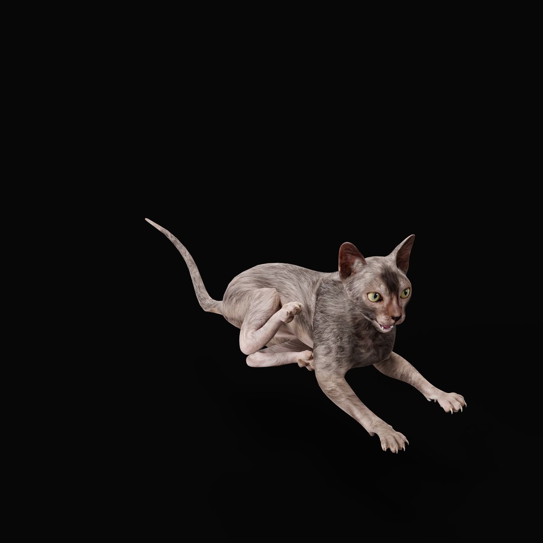 3D model Lykoi Cat https://p.turbosquid.com/ts-thumb/bx/fJGpyR/K1/lykoi_cat_rig_ao_0004/jpg/1729326814/1920x1080/fit_q87/a8d9c5c2fe3ba643251d2f1f095cb0f31bcc2298/lykoi_cat_rig_ao_0004.jpg