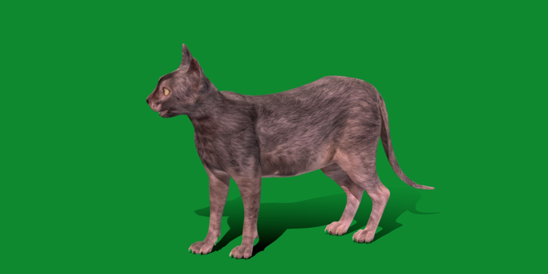 3D model Lykoi Cat https://p.turbosquid.com/ts-thumb/bx/fJGpyR/LH/lykoi3/png/1729326835/1920x1080/fit_q87/167e0b7b42b3db1218a550ca32e26838a931be15/lykoi3.jpg