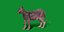 Gato Lykoi
