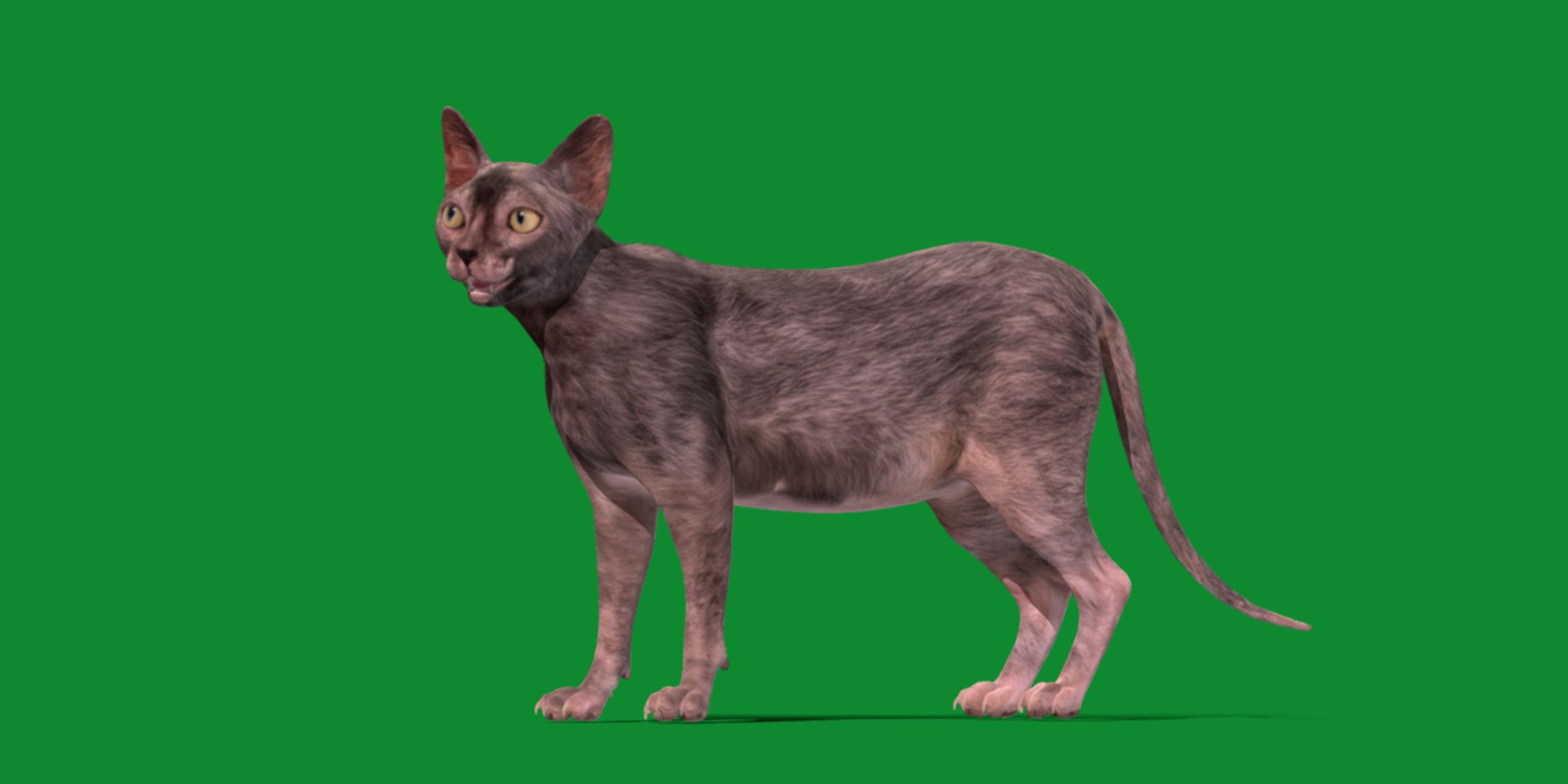 3D model Lykoi Cat https://p.turbosquid.com/ts-thumb/bx/fJGpyR/NJ/lykoi18/png/1729326802/1920x1080/fit_q87/4545f258098bae5d74181df8c53fa2a075ec74e4/lykoi18.jpg