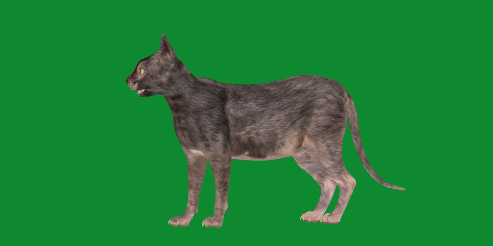 3D model Lykoi Cat https://p.turbosquid.com/ts-thumb/bx/fJGpyR/UY/lykoi9/png/1729326838/1920x1080/fit_q87/b625ff6762d73eac79a58d7b525c169c6f7717e3/lykoi9.jpg