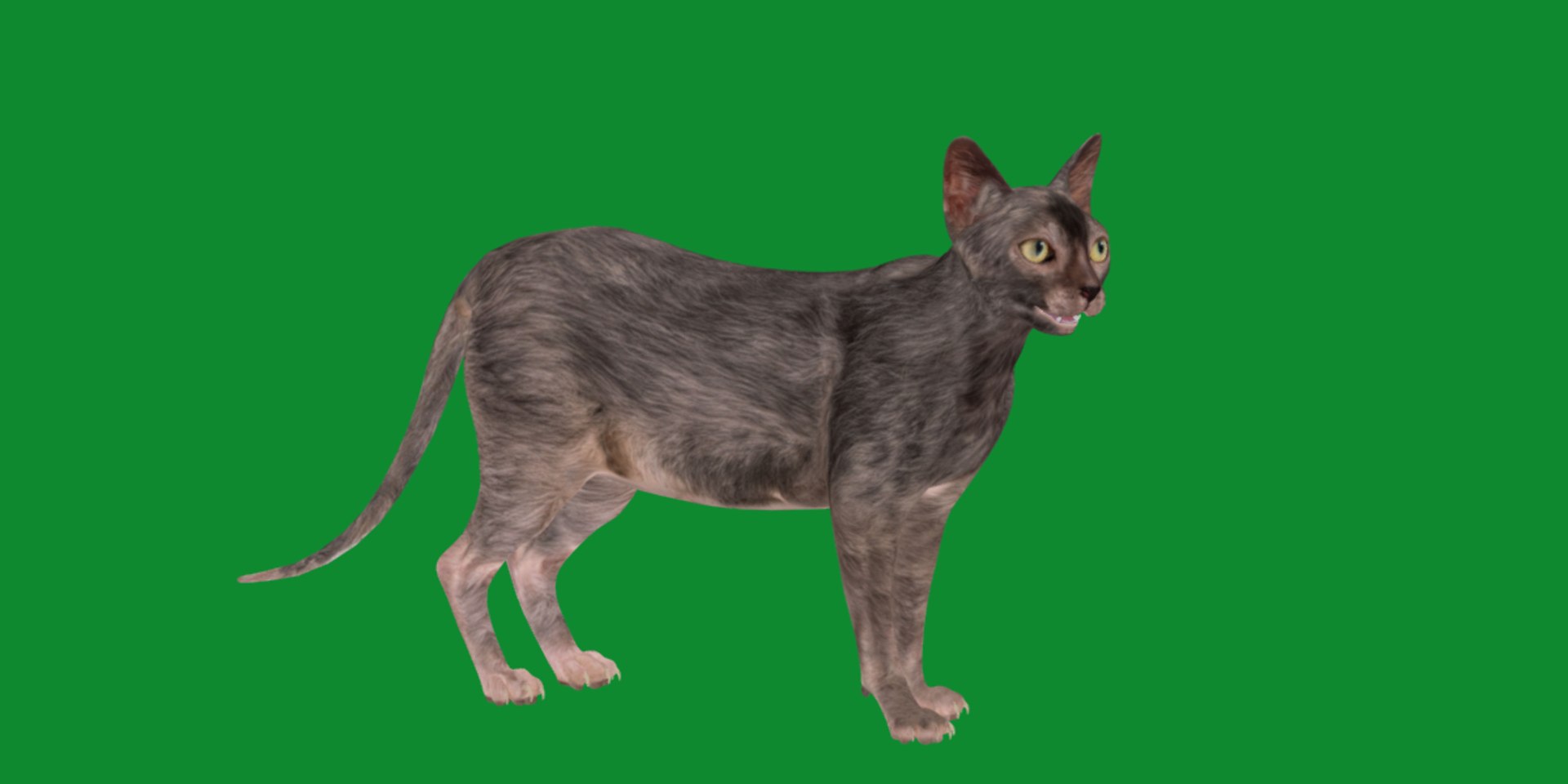 3D model Lykoi Cat https://p.turbosquid.com/ts-thumb/bx/fJGpyR/Ub/lykoi11/png/1729326840/1920x1080/fit_q87/2d4a94eef2c4066c78a37b7497885b5a251bd339/lykoi11.jpg