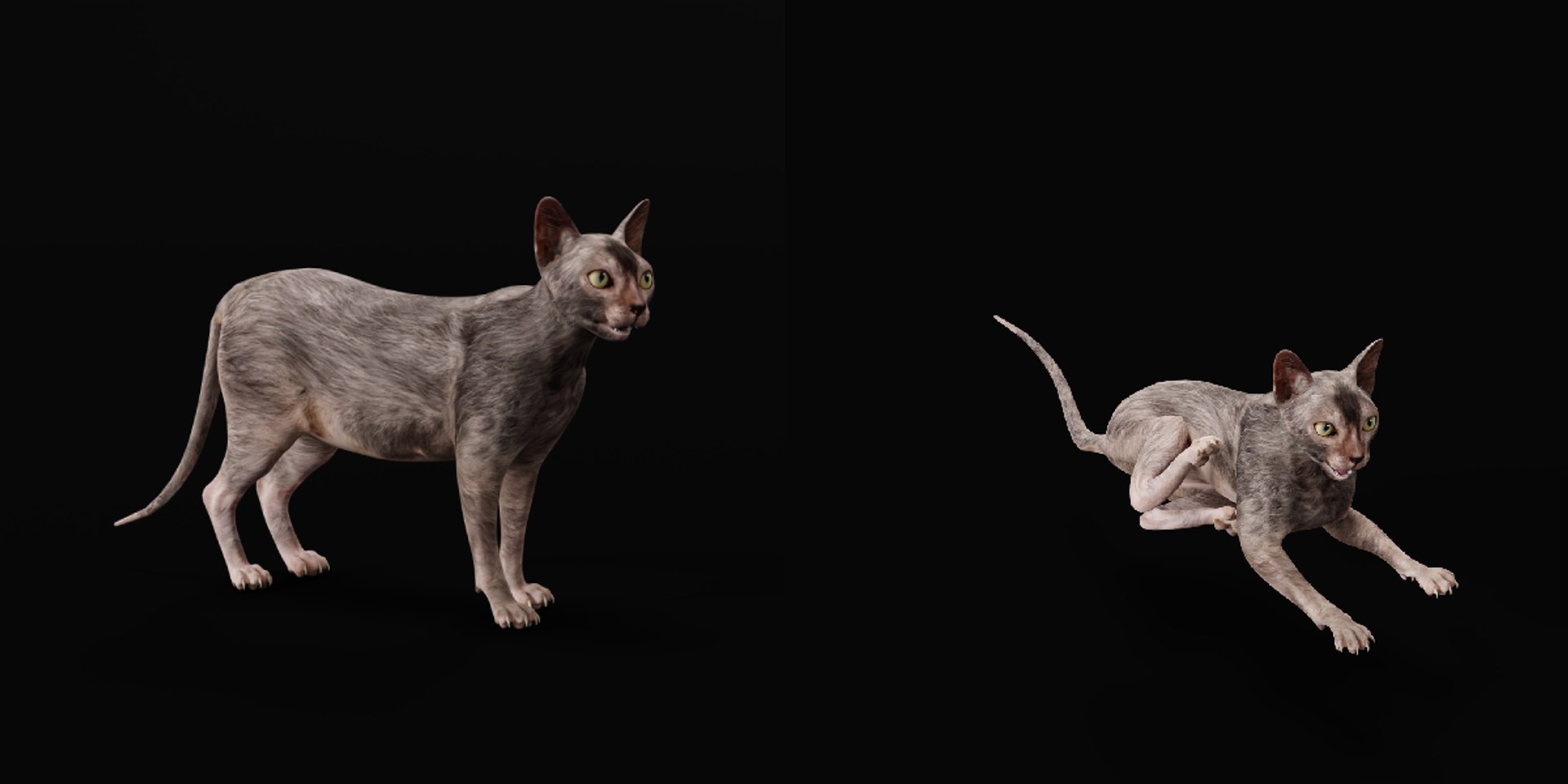 3D model Lykoi Cat https://p.turbosquid.com/ts-thumb/bx/fJGpyR/hQ/lykoi_cat_wolf3/png/1729326820/1920x1080/fit_q87/5f6c7723071016c013c069d893b2b0e15bbf51a6/lykoi_cat_wolf3.jpg
