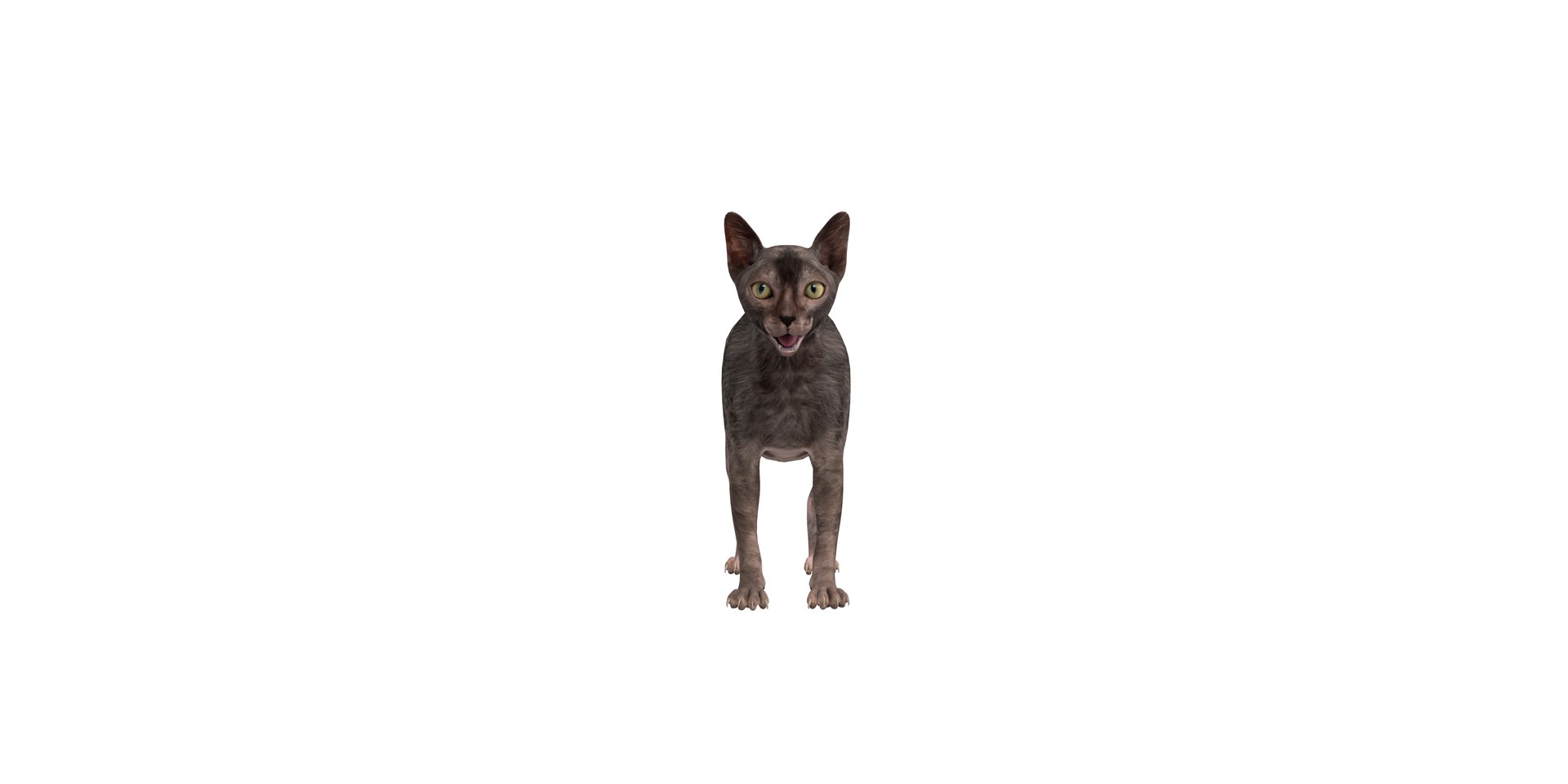 3D model Lykoi Cat https://p.turbosquid.com/ts-thumb/bx/fJGpyR/xS/lykoi_wolf_cat_2/png/1729326831/1920x1080/fit_q87/43fb9b3a3fc7647ac4d120ae1268c17d0c2701d0/lykoi_wolf_cat_2.jpg