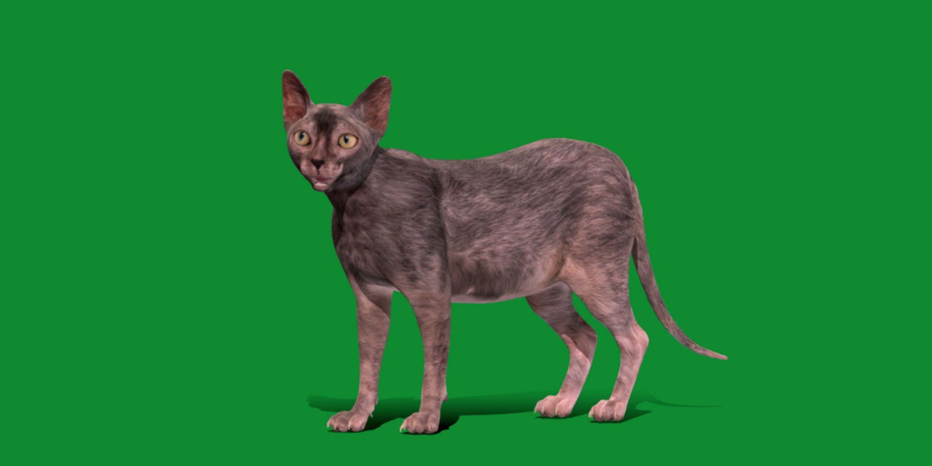 3D model Lykoi Cat https://p.turbosquid.com/ts-thumb/bx/fJGpyR/zV/lykoi5/png/1729326836/1920x1080/fit_q87/0e58f41e75ae09000f02d428acdcf34eac94a016/lykoi5.jpg
