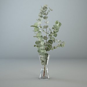 Eucalyptus in a glass vase
