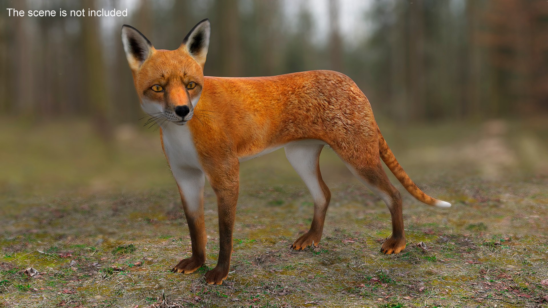 Wild European Fox Rigged For Cinema 4D 3D - TurboSquid 2220578