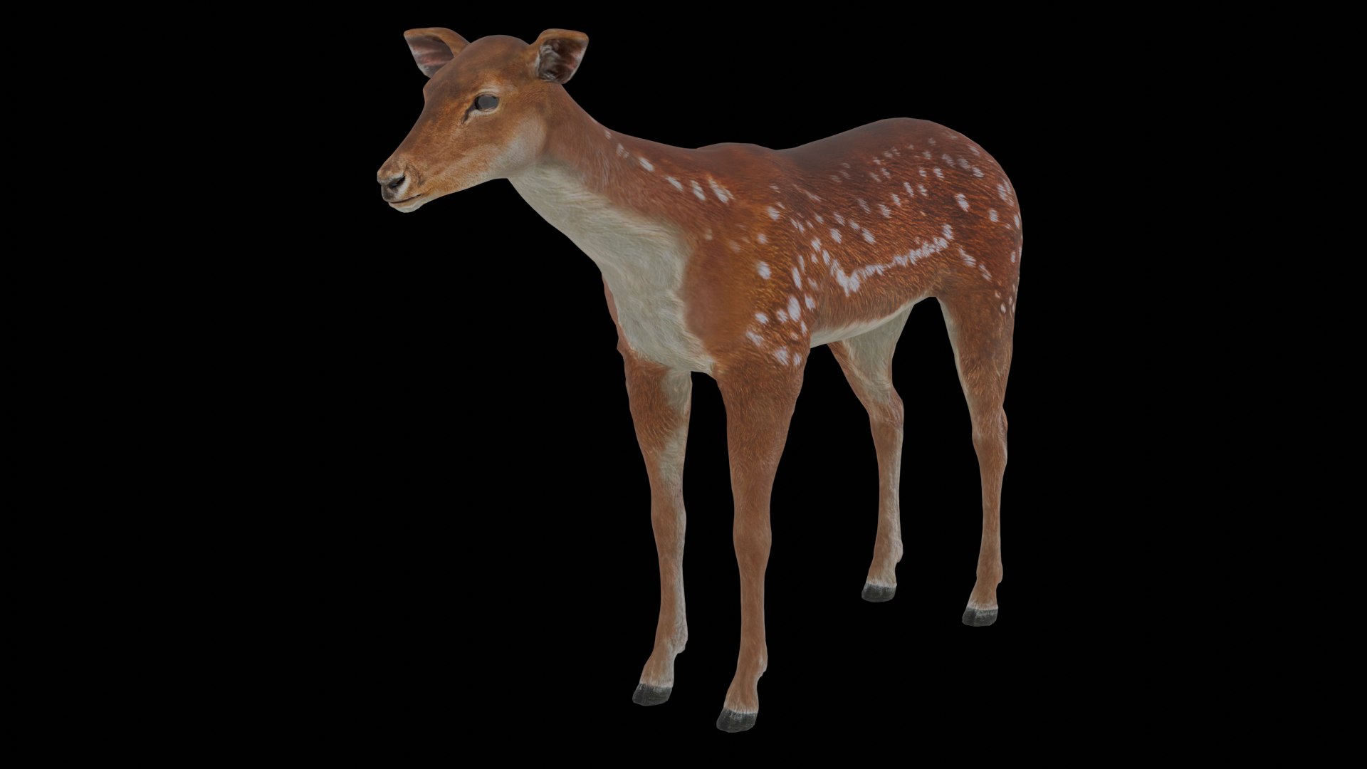 3D Young Fawn Premium Low-poly model https://p.turbosquid.com/ts-thumb/by/0P8V4D/G3/10/png/1755276186/1920x1080/fit_q87/f75eacc7f3243c5ca76d5653c85a262426b30bcd/10.jpg