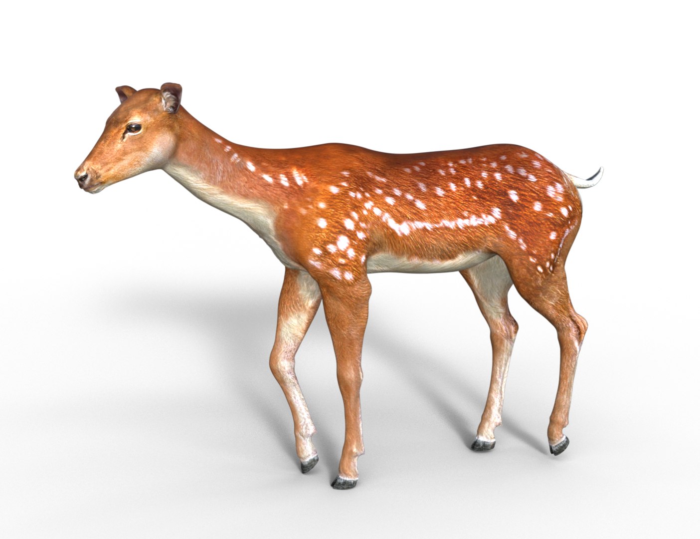 3D Young Fawn Premium Low-poly model https://p.turbosquid.com/ts-thumb/by/0P8V4D/Gi/09/png/1755276185/1920x1080/fit_q87/02e41a169382623ddbe29ffd0f02ac1febe12629/09.jpg