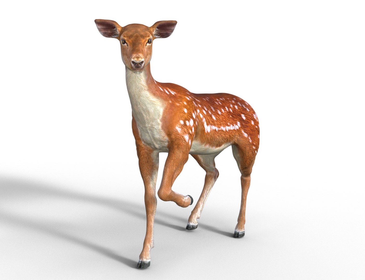 3D Young Fawn Premium Low-poly model https://p.turbosquid.com/ts-thumb/by/0P8V4D/Lw/08/png/1755276184/1920x1080/fit_q87/752a22ad4894dabd005829099b4cda4399717090/08.jpg