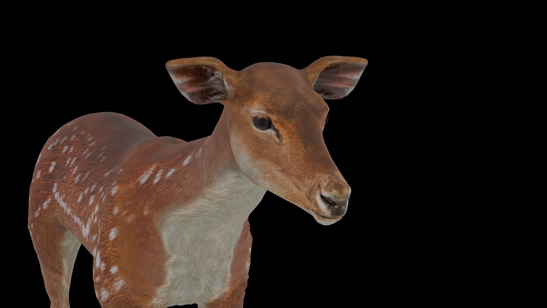 3D Young Fawn Premium Low-poly model https://p.turbosquid.com/ts-thumb/by/0P8V4D/Ns/18/png/1755276191/1920x1080/fit_q87/1f4c347211614dbb3ab0058c0cb523d9b0fbf525/18.jpg
